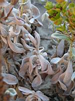 Ciderithis Chypria (en Corse) (02) (Photo F. Mrugala)